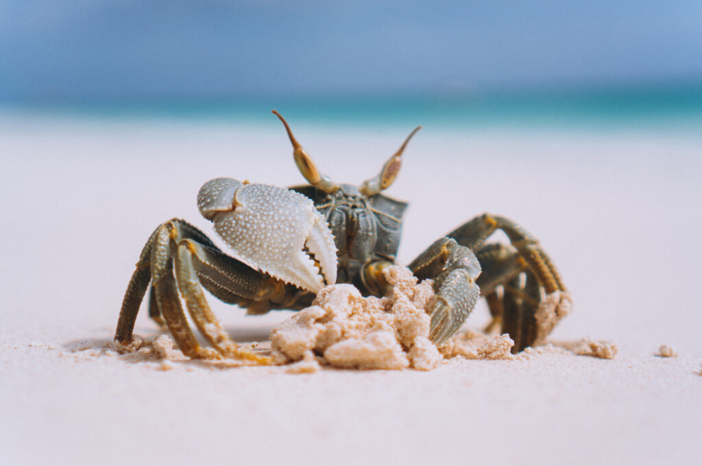 Crab on an ocean's beach